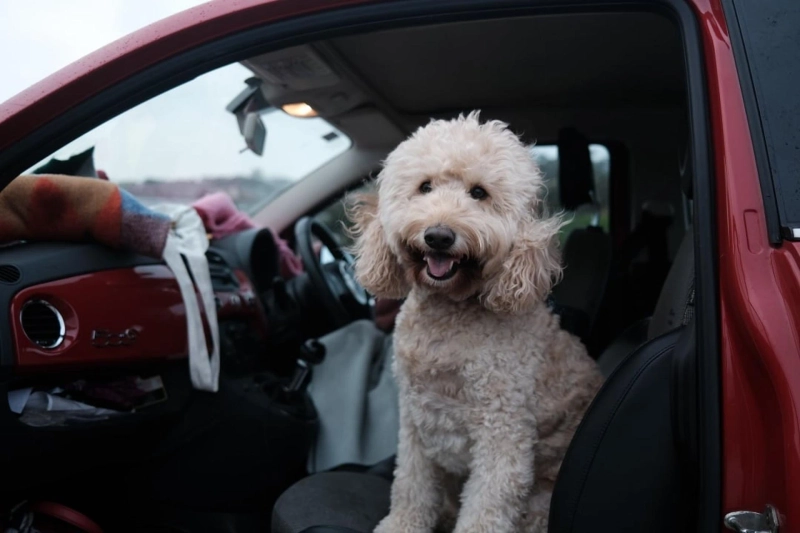 A Goldendoodle Makes a Really Great Family Pet