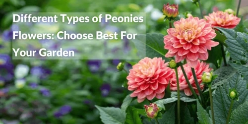 Different Types of Peonies Flowers: Choose Best For Your Garden