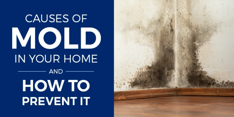 Mold on the wall: causes and solutions