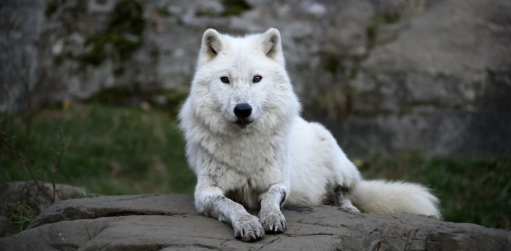 20 Spirit Animals With Deep Meanings