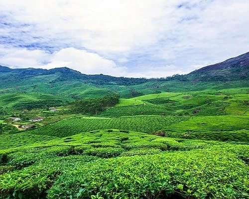 GUÍA DE VIAJE DE MUNNAR: EL PARAÍSO VERDE DE KERALA CON SUR DE LA INDIA