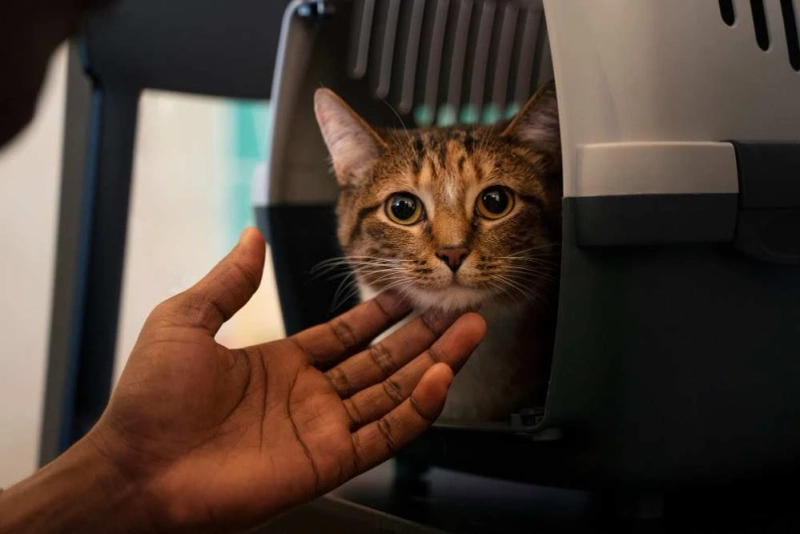 Smooth Transitions: How Professional Cat Shippers Ensure Stress-Free Moves