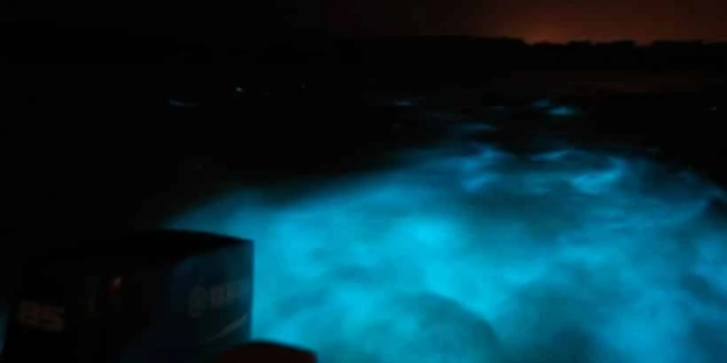 Luminous Lagoon Night Experience Montego Bay: Why Does It Glow?