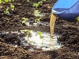 Liquid Gold for Your Lawn: Exploring the Benefits of the Best Liquid Lawn Fertilizers