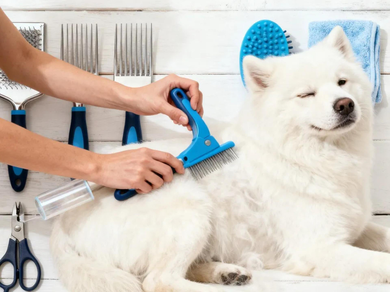 How to Choose Dog Grooming Tools: A Complete Guide to Scissors, Grinders, and More