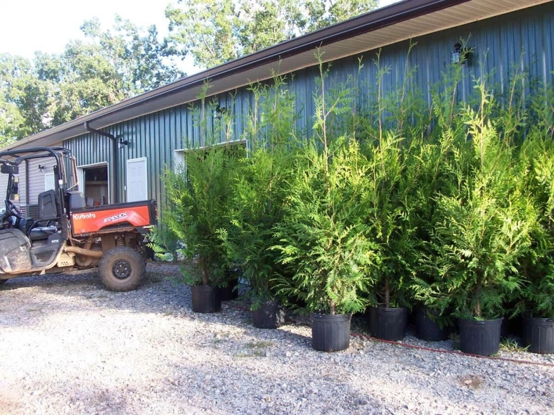 Beyond Borders: Creative Container Ideas for Thuja Varieties