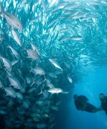 Diving With Sharks in Panama: Ultimate Ocean Adventure