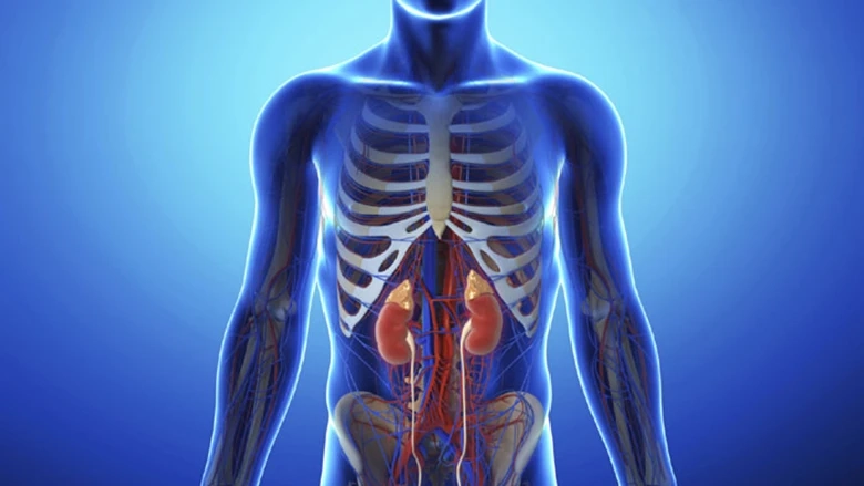 Learn in Detail About Kidney Diseases Ad How To Cure Them