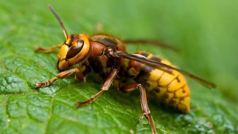 Seasonal Hornet Control in Darien Preparing Your Home 