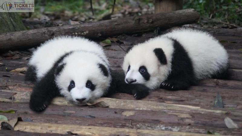 Pandas sent by China show up in Qatar for Football World Cup