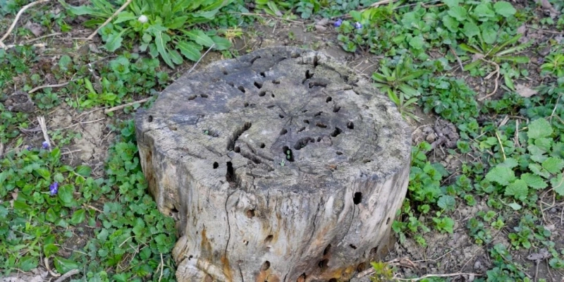The Hidden Structural Risks of Leaving Tree Stumps in Your Yard