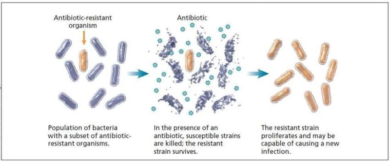Antimicrobial Resistance Diagnostics Market: Revolutionizing the Fight Against Drug-Resistant Infections