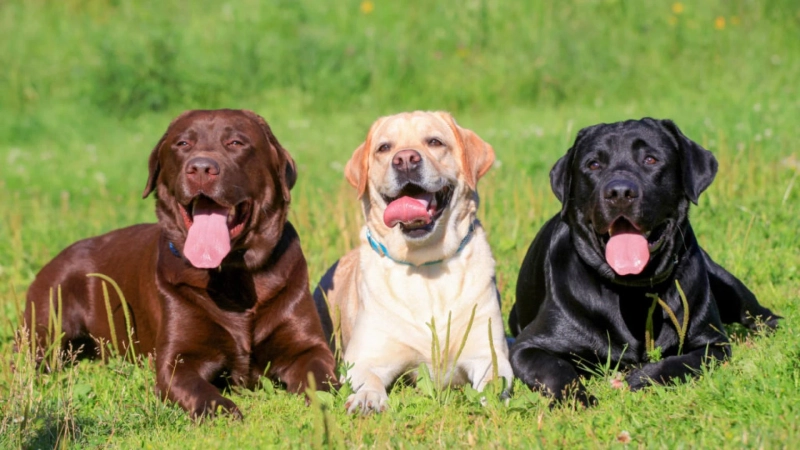 Personality Of Labrador Retrievers