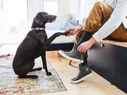 Pet Poop Clean Up