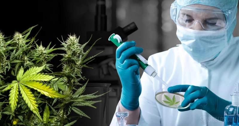 Cannabis Testing Services Market Is Estimated To Witness High Growth Owing To Rising Demand for Quality Control and Safety in Cannabis Products