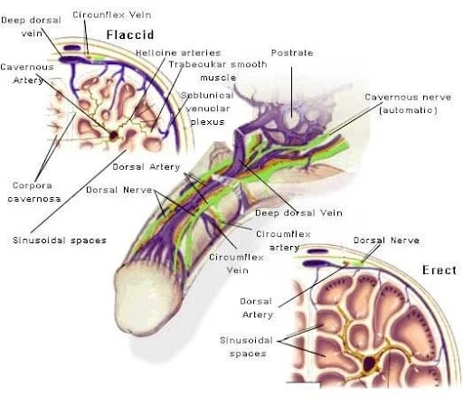 A comprehensive guide to finding the best erectile dysfunction specialist in Melbourne