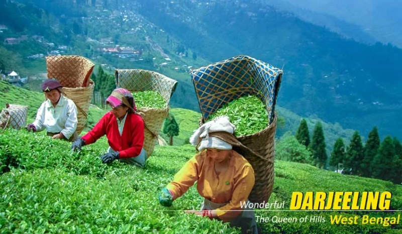Discover Darjeeling & Gangtok: Exclusive Darjeeling Gangtok Package Tour Available Now!