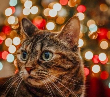 Holidays Safety For Your Cat