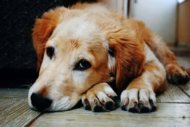 Best Online Pet Supply Stores: Where to Find Quality Supplies for Your Furry Friend