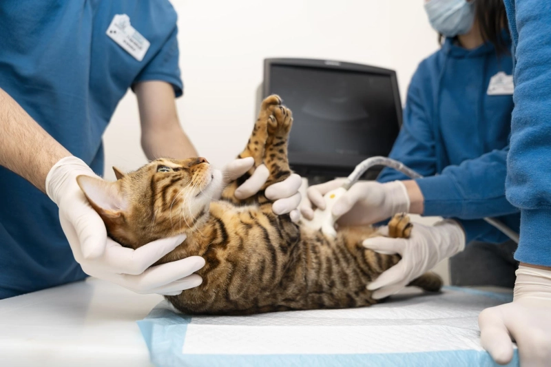 How a Cat Abdominal Ultrasound Improves Diagnosis Without Stressing Your Pet