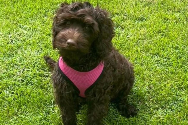 Why Do Australian Labradoodle Puppies Have Different Price Ranges?