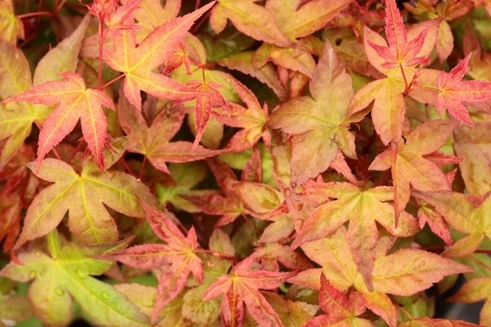 What are some of the best acer palmatum for a home garden?