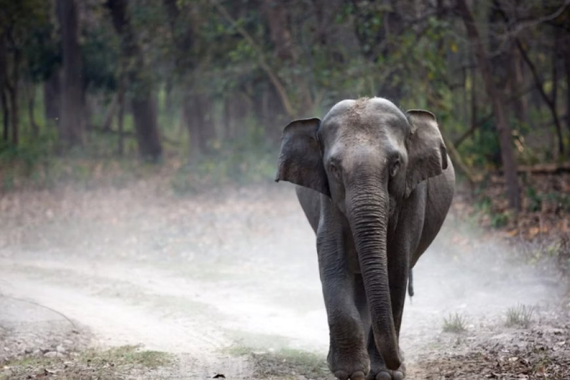 Exploring the National Parks of Uttarakhand: Top 5 National Parks to Visit