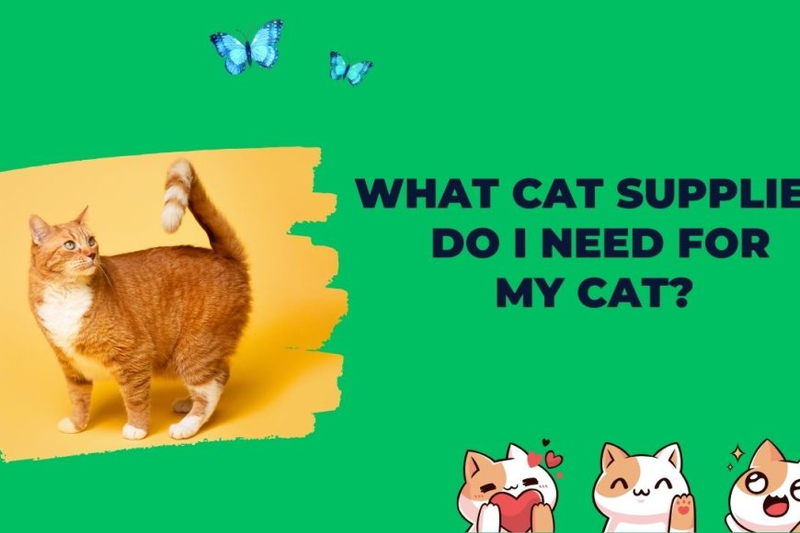 What Cat Supplies Do I Need for My Cat?
