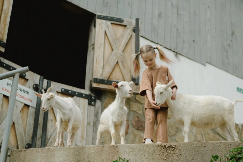 Ways to Teach Your Children Compassion Towards Animals