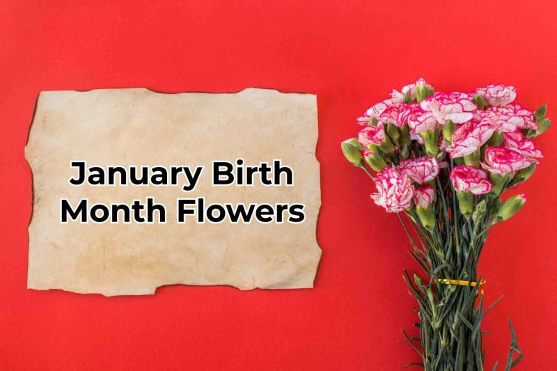 A Guide to Flowers for January Birth
