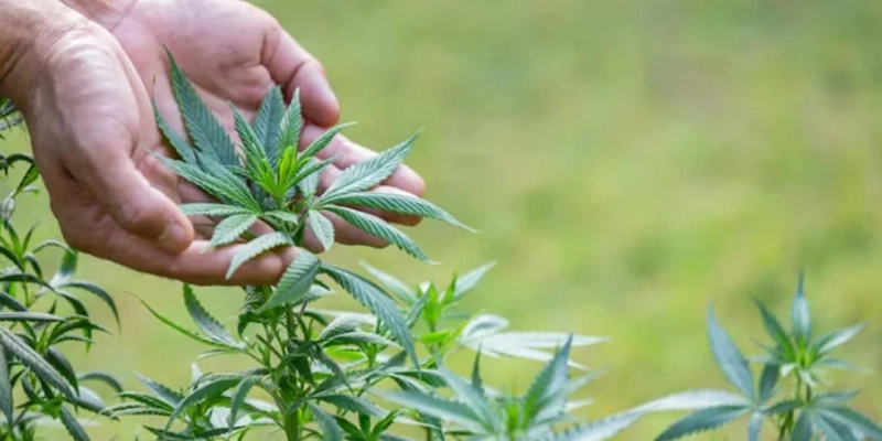 Why is Stoner Patch Watermelon a Top Choice for First-Time Edible Users in Kanata?