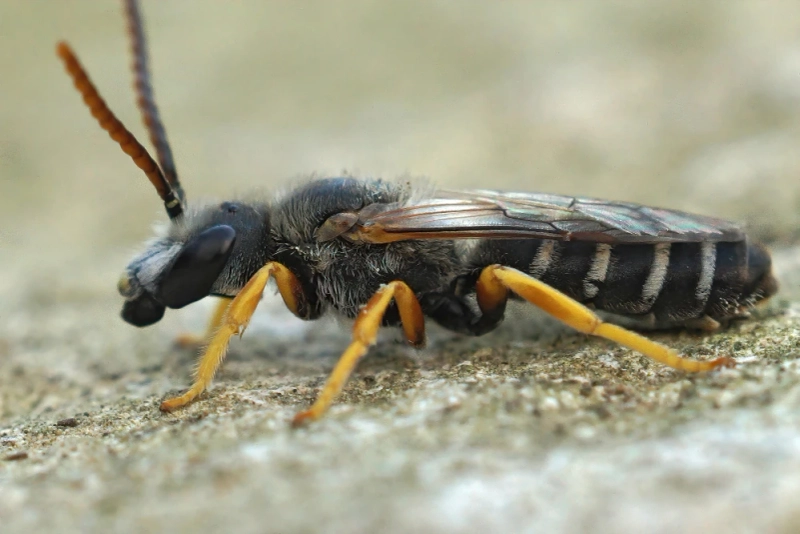 Health and Safety Risks of Mud Wasp Nests Around Children and Pets