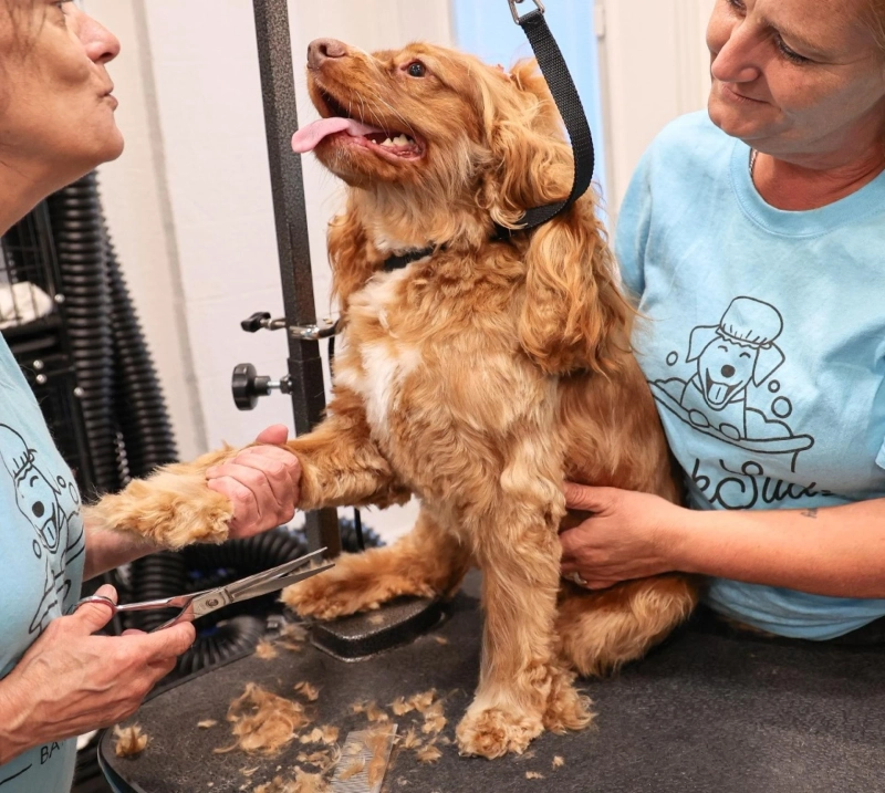 A Local Guide to Stress-Free Grooming for Dogs and Cats in Dunedin