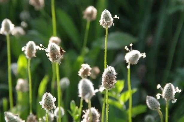 Various Options Available for Great Weeds to Buy Online