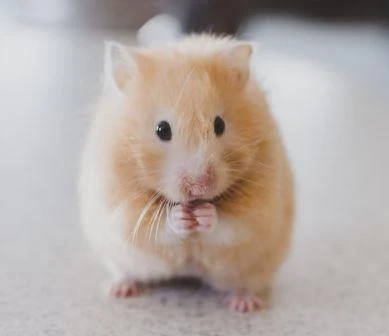 Chew Toys For Pocket Pets