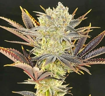 Choosing the Right Soil for Citradelic Sunset Seed Cultivation