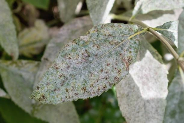 Controlling Powdery Mildew on Roses: Proven Methods to Restore Healthy Blooms