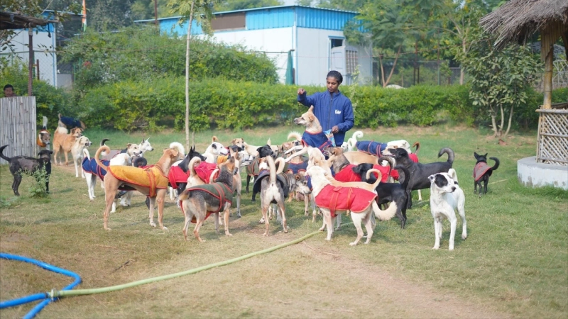 Why an Animal Rescue Foundation Plays a Crucial Role in Protecting Vulnerable Animals