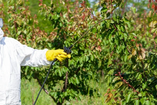 How Climate Change is Increasing Tree Diseases – Insights from Experts
