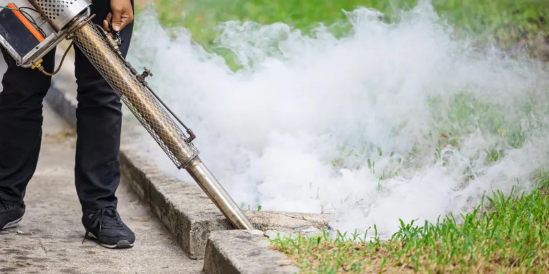 Why Fleas Survive Without Pets in the Home