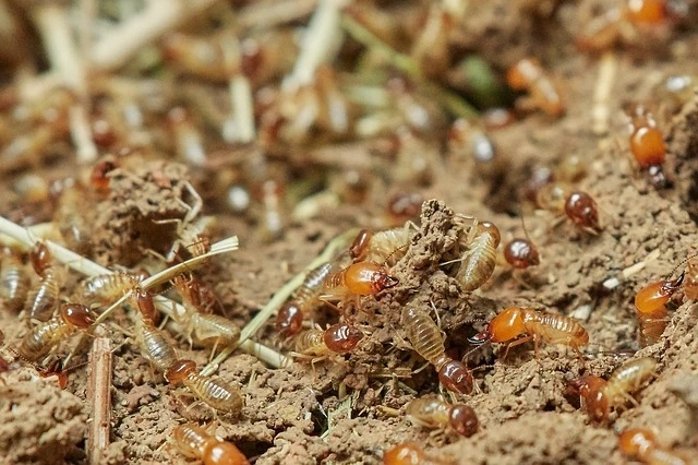 How To Get Rid of Termites in House Forever