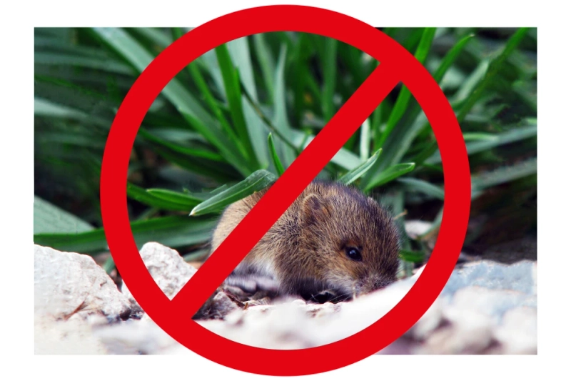 Bed Bug Prevention-- Travel Tips