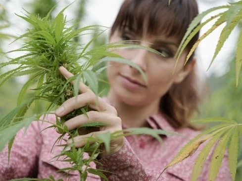 How To Buy Kratom in 2022?