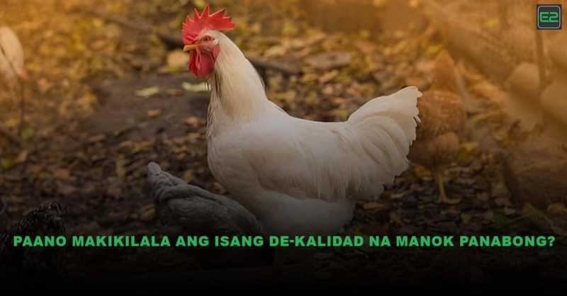 Paano Makikilala ang Isang De-Kalidad na Manok Panabong?