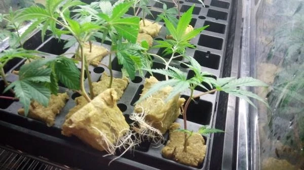 Gelato#45 clones treessixty