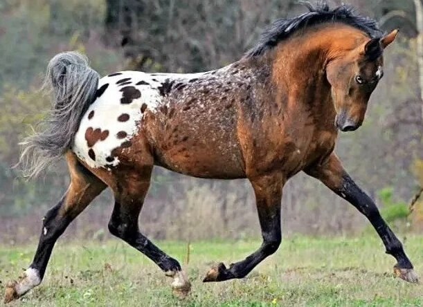 Tiger Horse Breed: The Perfect Combination of Beauty and Strength