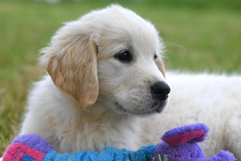 The Complete Guide to Finding Trusted Dog Sitters in Sydney