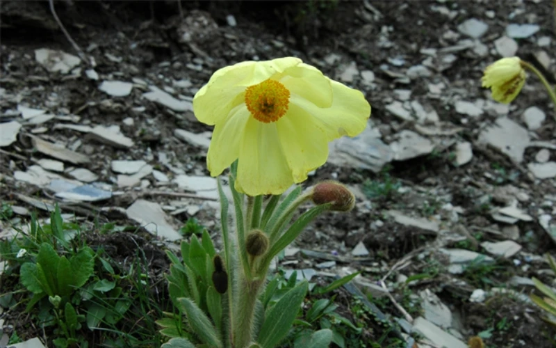 Easy Wildflower Photography Locations in China