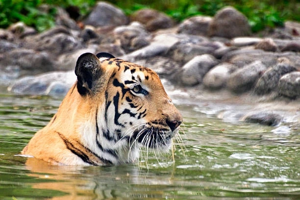 Best Time To Visit Sunderbans National Park