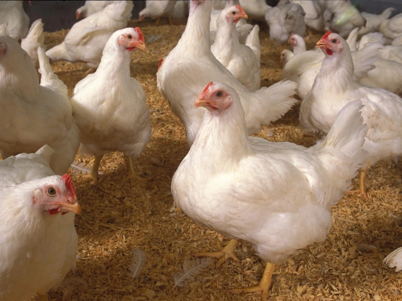 How to keep yourself updated about Broiler Rates?